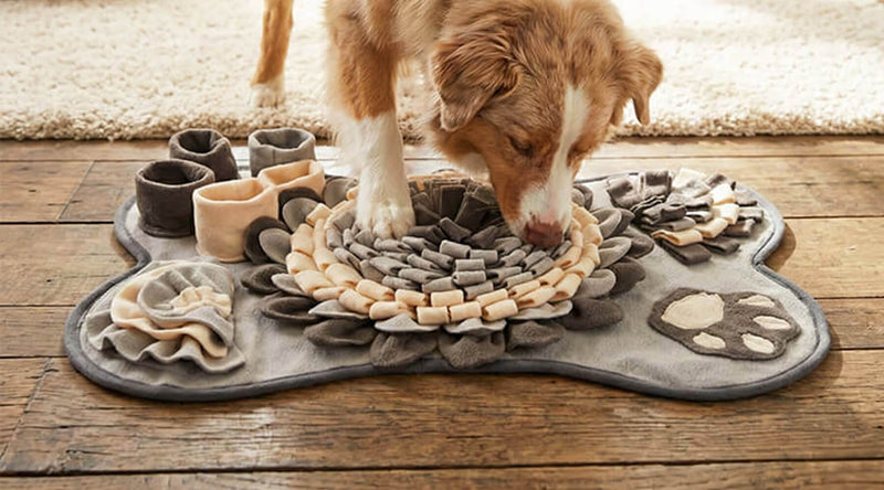 Hund geistig auslasten zuhause: Hund schnüffelt auf der grauen Schnüffeldecke in Knochenform nach Leckerlis