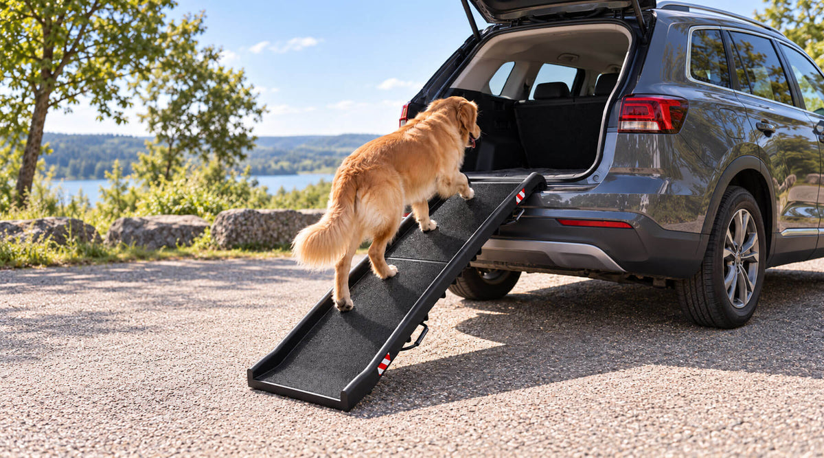 Hunderampe als Einstiegshilfe fürs Auto: Golden Retriever läuft die rutschfeste Rampe in den Kofferraum