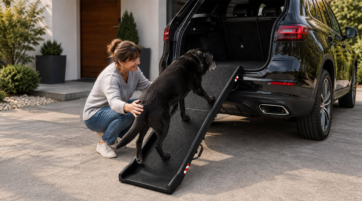 Schwarzer Hund steigt über die klappbare Hunderampe ins Auto, seine Halterin unterstützt ihn
