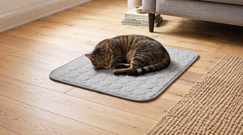 Kühlmatte für Katzen ohne Gel sorgt für sicheres Abkühlen an heißen Tagen im modernen Wohnzimmer