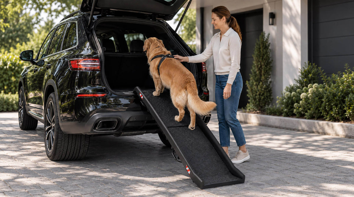 Golden Retriever läuft die klappbare Hunderampe in den Kofferraum des SUV hoch, geführt am Geschirr