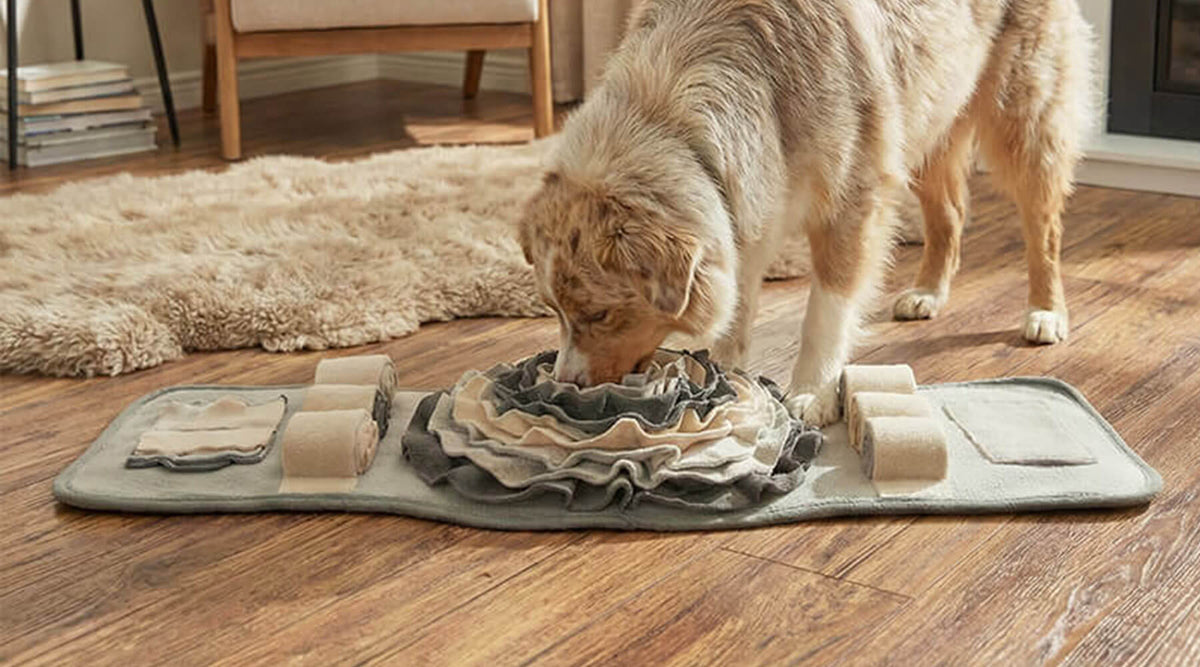 Nasenarbeit für Einsteiger: Hund sucht Leckerlis in der langen Schnüffelmatte auf dem Holzboden
