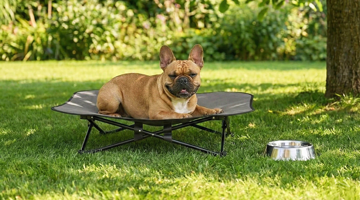 Französische Bulldogge liegt auf der erhöhten Outdoor-Hundeliege Rover im Garten, daneben ein Wassernapf