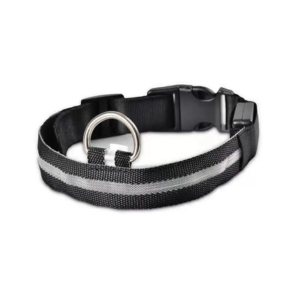 LED Hunde Halsband - wiederaufladbar - canivoa.de