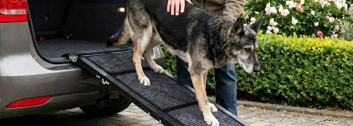 Hund läuft über eine Hunderampe in den geöffneten Kofferraum