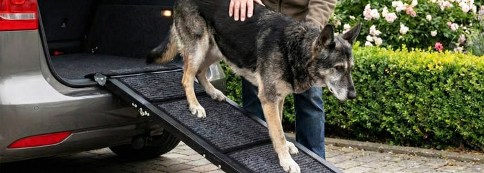 Schäferhund geht über eine Hunderampe aus dem Kofferraum eines Autos