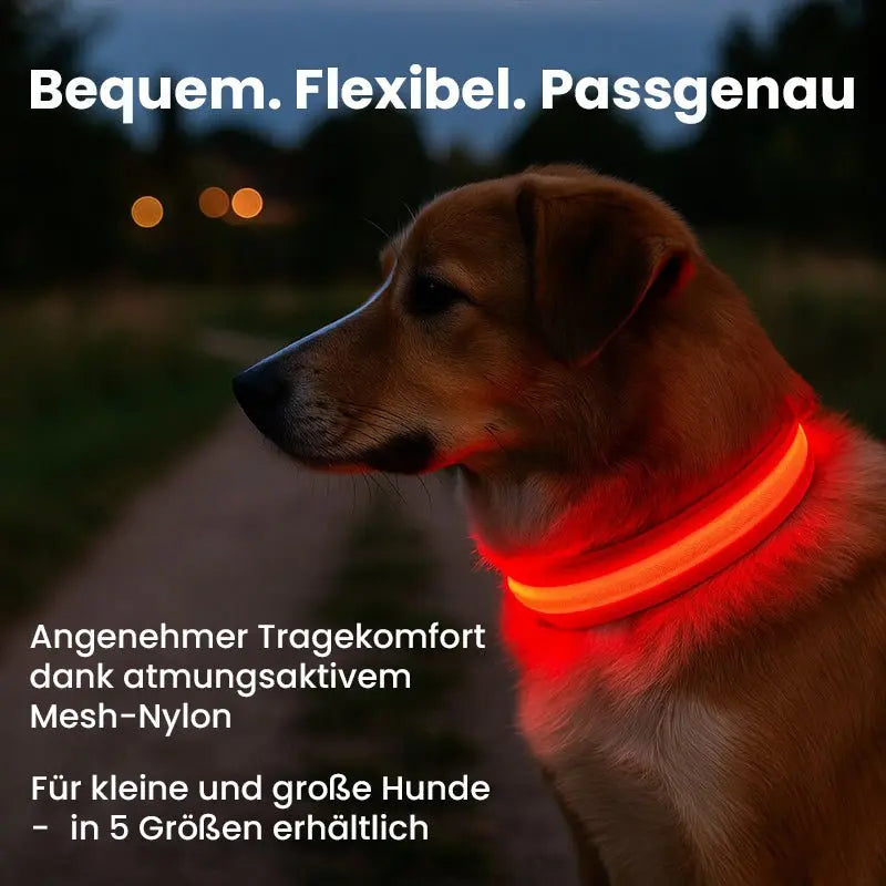 LED Hundehalsband - wiederaufladbar