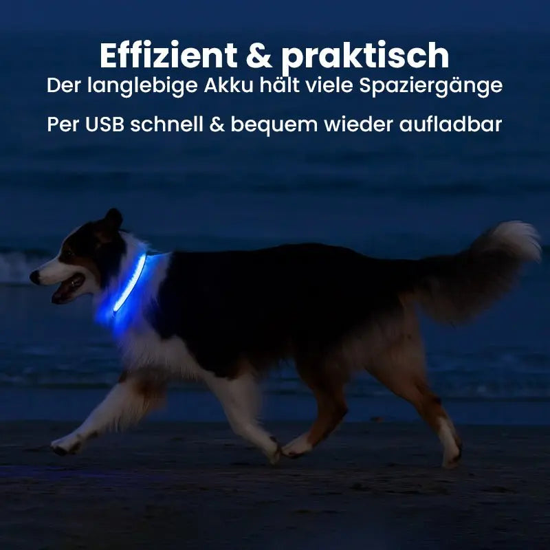 LED Hundehalsband - wiederaufladbar