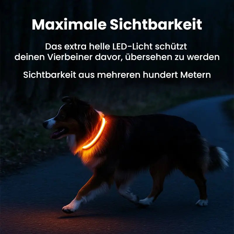LED Hundehalsband - wiederaufladbar