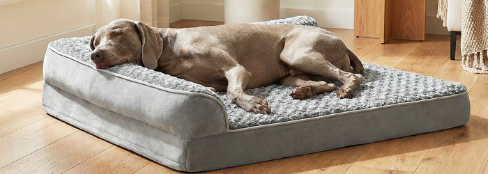 Weimaraner schläft im Wohnzimmer auf einem grauen orthopädischen Hundebett