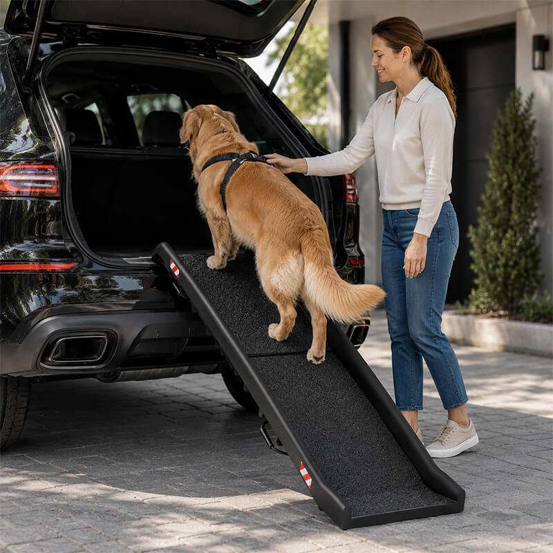 Golden Retriever nutzt eine Autorampe für Hunde zum selbstständigen Einstieg in den Kofferraum eines SUV.