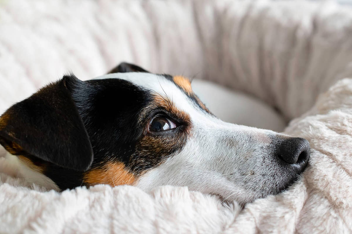 Ein entspannter Jack Russell Terrier ruht in einem flauschigen Hundebett – geprüfte Qualität und sorgfältig ausgewähltes Zubehör von CANIVOA