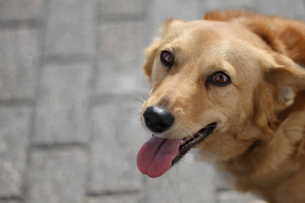 Ein glücklicher, hellbrauner Hund blickt freudig in die Kamera – bei CANIVOA kaufst du Hundebedarf mit 100% Zufriedenheitsgarantie ohne Risiko