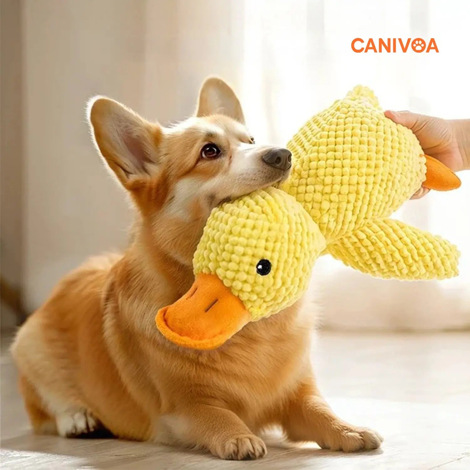 Ente Emil - Interaktives Hunde Spielzeug - canivoa.de