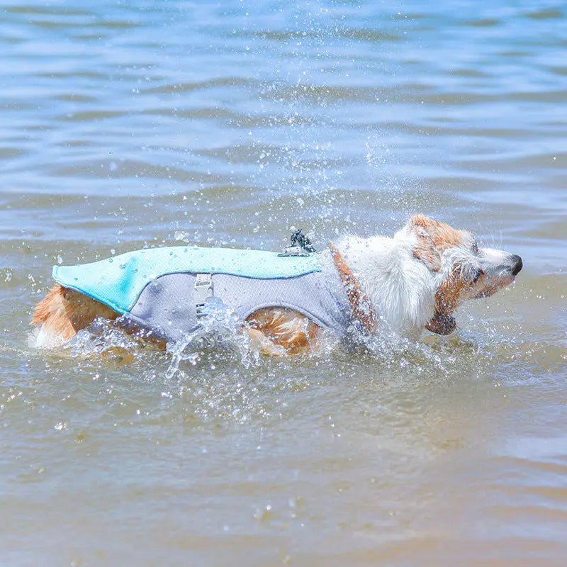 Hund trägt die Kühlweste und badet im Wasser im Sommer
