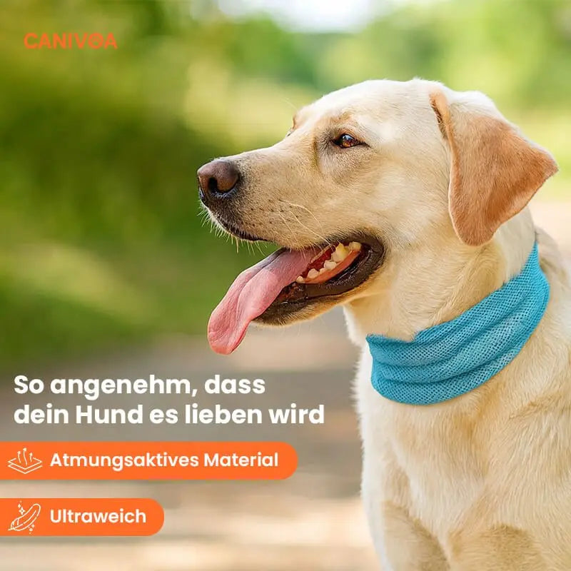 Kühlhalsband für Hunde – Erfrischung an heißen Tagen
