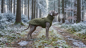 Hunde Wintermäntel