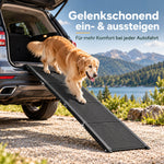 Golden Retriever läuft über die Alu-Hunderampe aus dem Kofferraum eines SUV