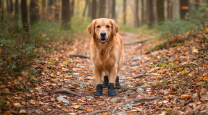 Hundeschuhe