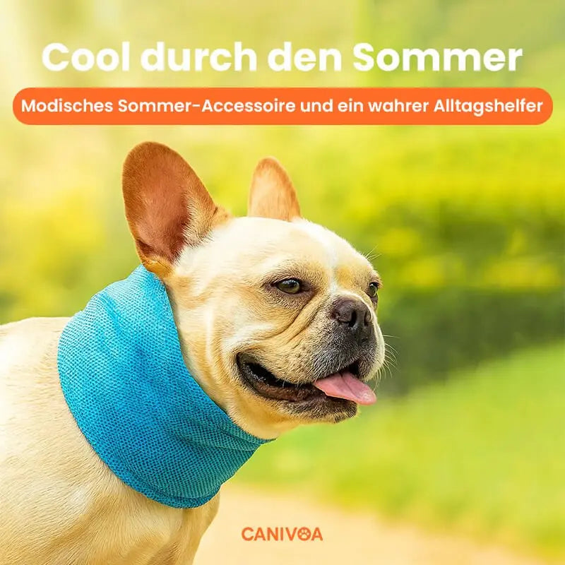 Kühlhalsband für Hunde – Erfrischung an heißen Tagen