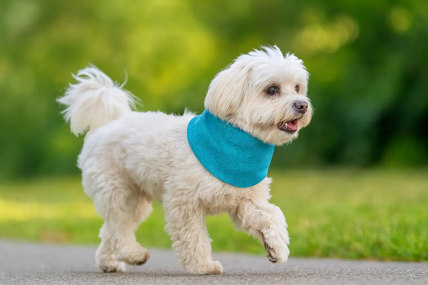 hund kühlhalsband gegen hitzestress bei hunden im sommer