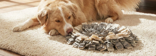 Hund liegt entspannt auf einem hellen Teppich neben einem runden Schnüffelteppich