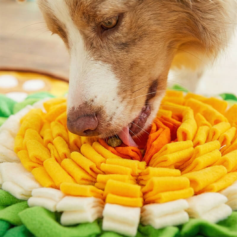 Hund holt ein erschnüffeltes Leckerli mit der Zunge aus den orangefarbenen Streifen des Schnupperteppichs
