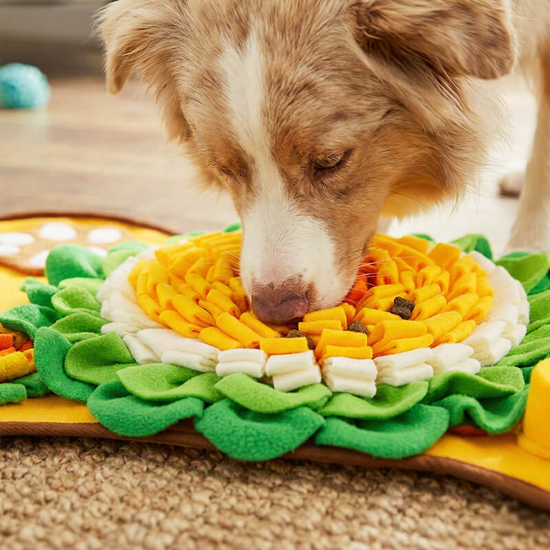 Nahaufnahme: Hund sucht mit der Nase nach Futter in der gelb-orangen Stoffblüte des Suchteppichs